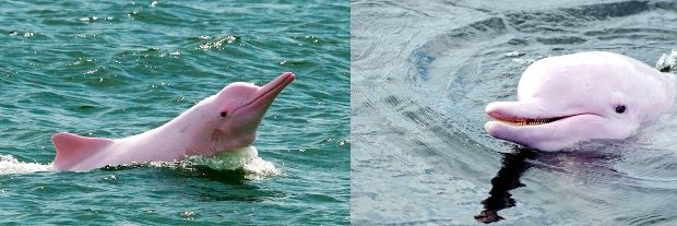 delfin roz