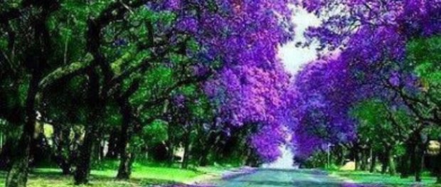 liliac