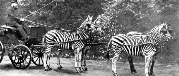 zebra domestica