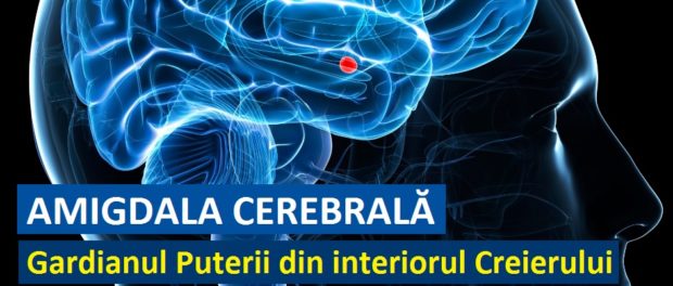 Amigdala Cerebrala