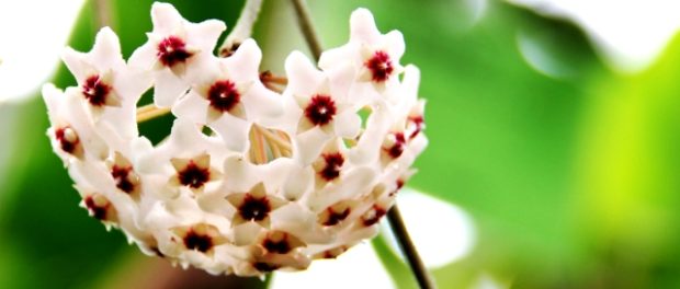 hoya1