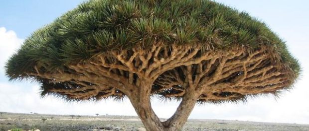 arborele