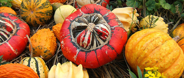 Cucurbita