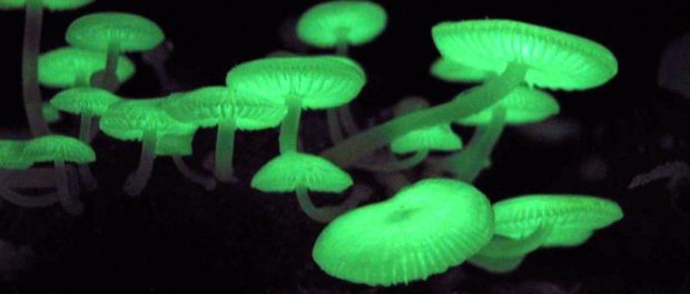 Mycena_chlorophos