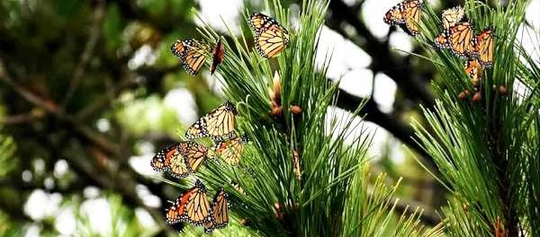 fluturi monarhi