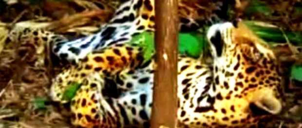 jaguar