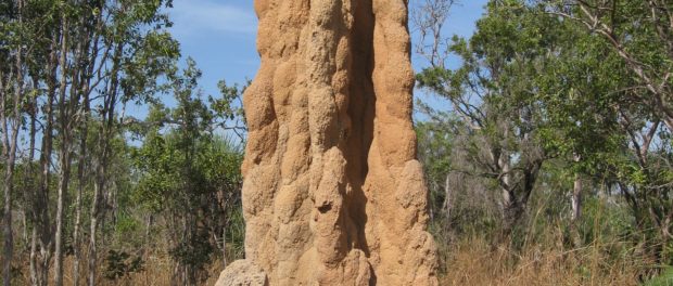 termite