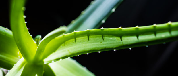 Aloe vera