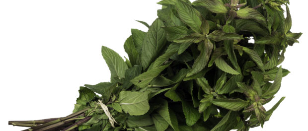 menta