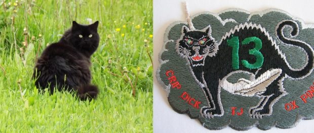 pisica neagra