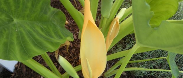 Colocasia esculenta