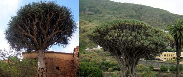 Copacul dragonului