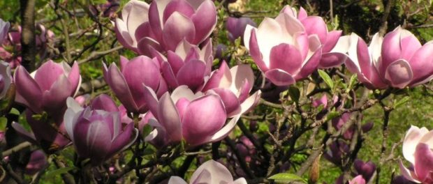 magnolia