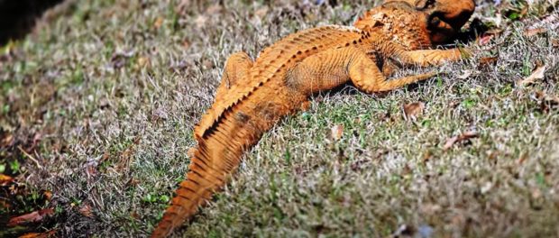 crocodil