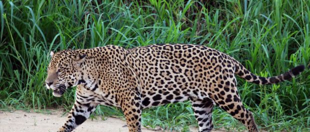 jaguar