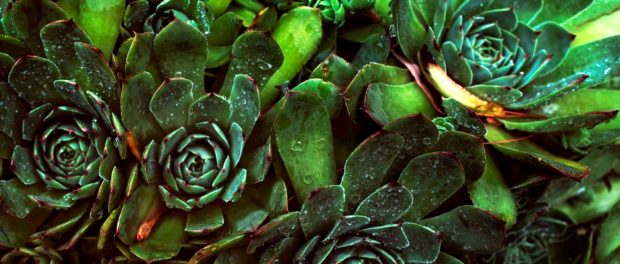 Plantele de interior
