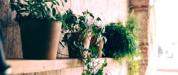 Plantele stres