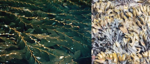 alga
