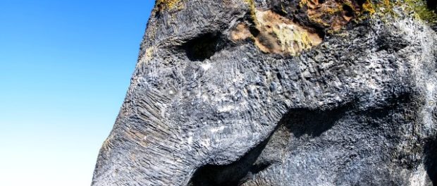 elefant