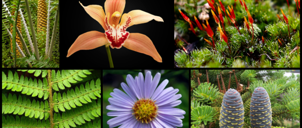 plante