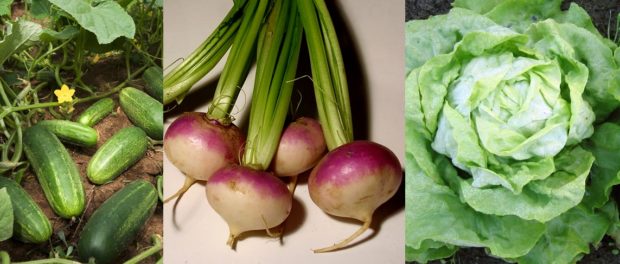 salata