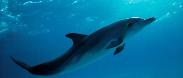 Delfin