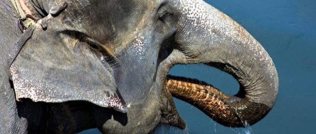 elefant