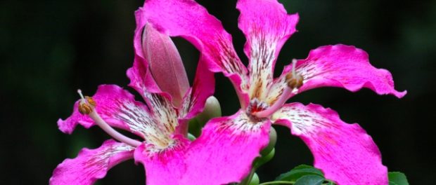 Arborele1