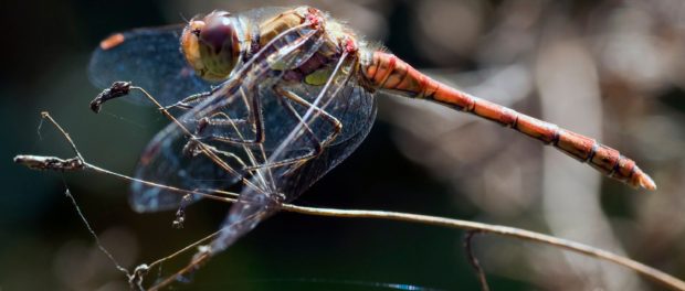 insecta