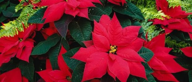 craciunite-poinsettia