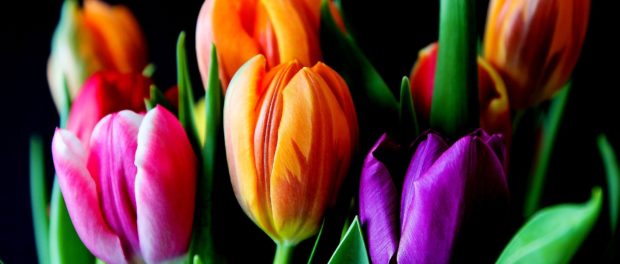 flowers-g7d7eb4478_1920