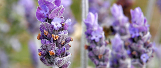 lavanda