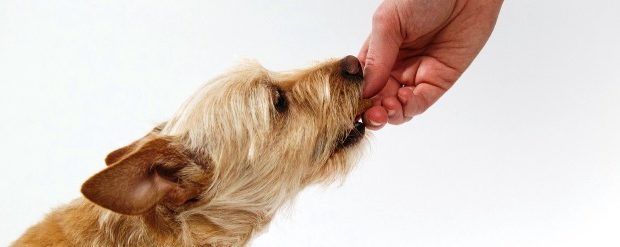 dog-g23070415e_1280