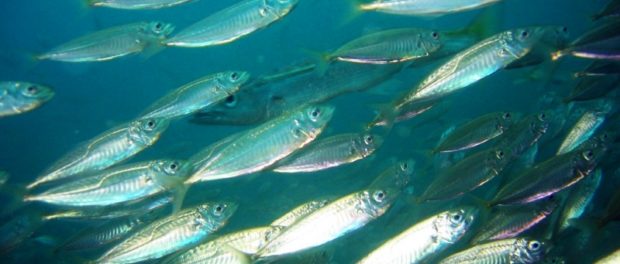 A school of Jack Mackerel (Trachurus declivis). Fairy Bower, Manly, NSW