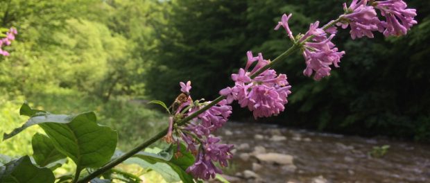 Liliac carpatin - autor Mihai Togor