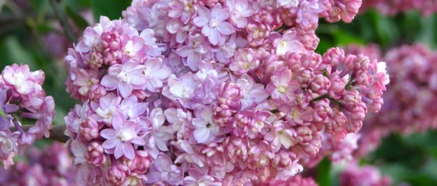 liliac