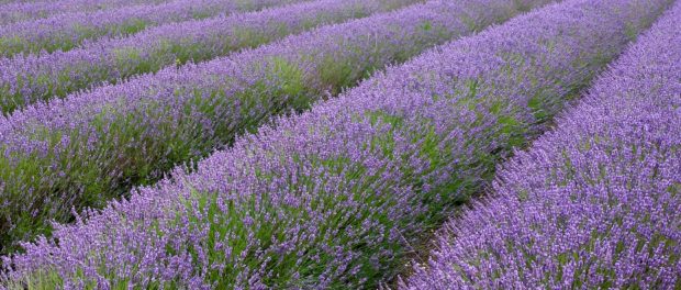 lavanda