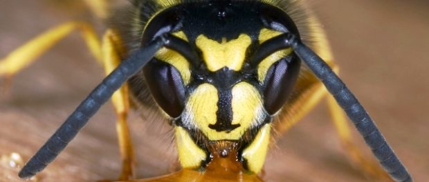 insecta
