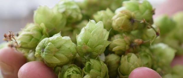 hop (hamei) pixabay