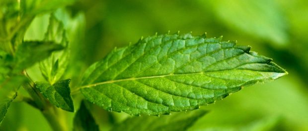 Menta