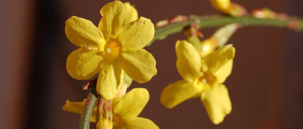 Iasomia