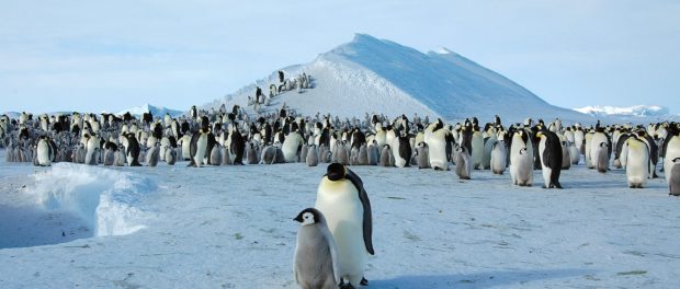 Pinguinul imperial1