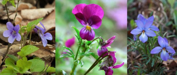Florile de