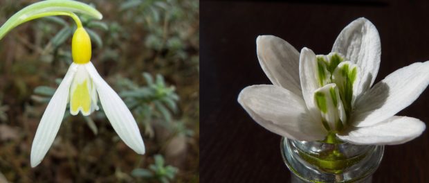 ghiocei
