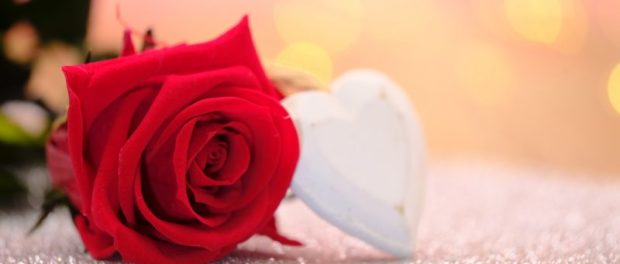 rose-800x445