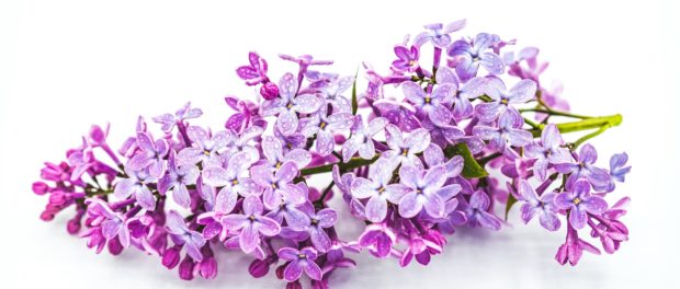 Liliacul