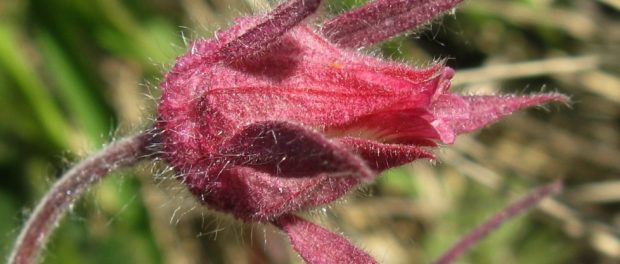 Wascana Valley recreation area Geum triflorum