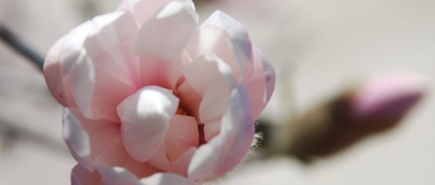 magnolie